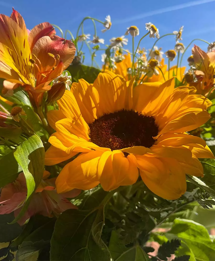 Girasole Girasole